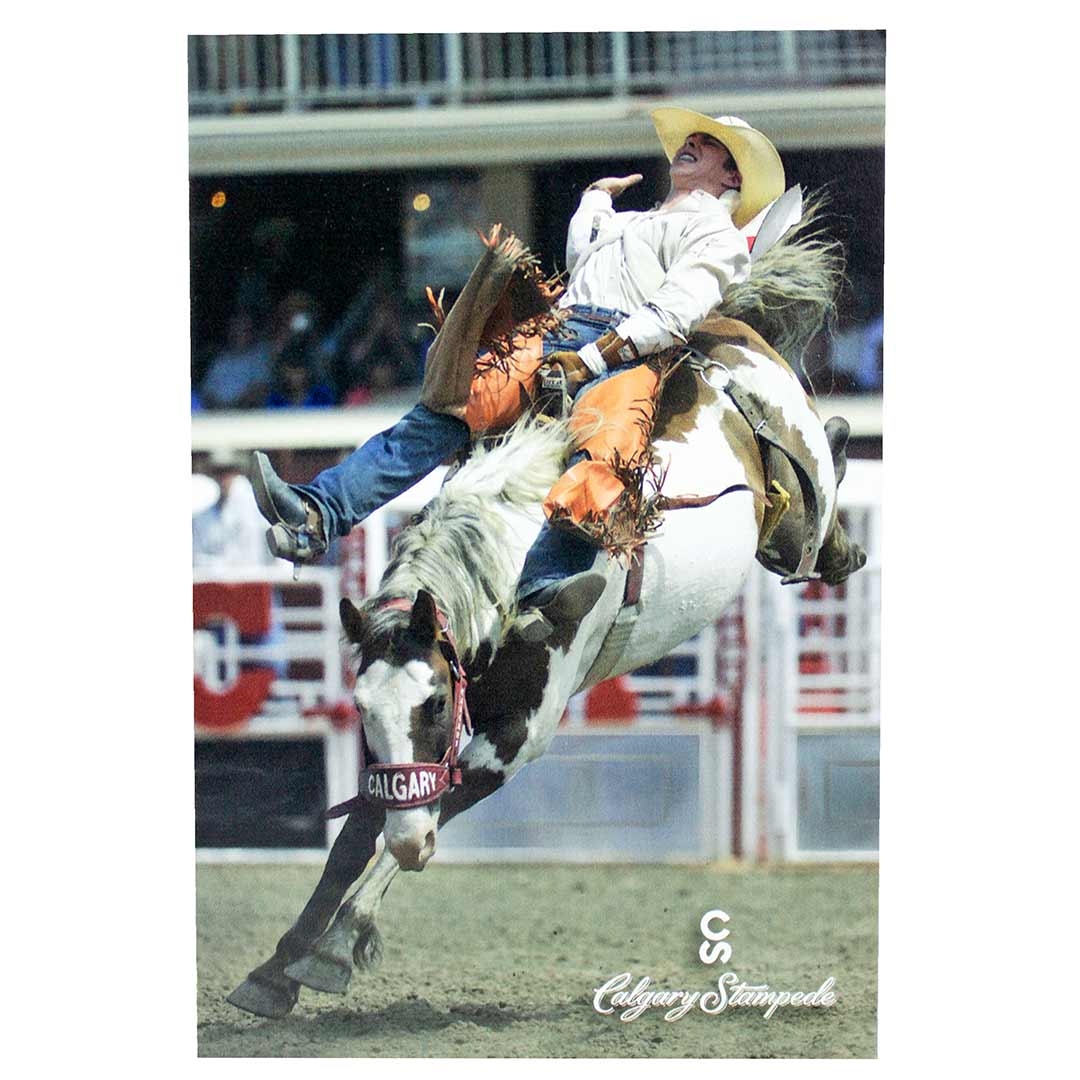 Calgary Stampede Bucking Bronc Postcard